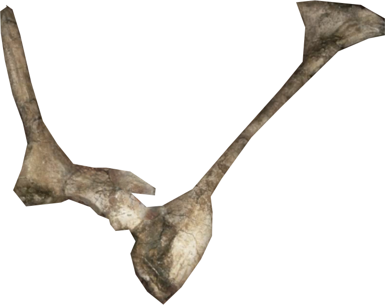 bone 7